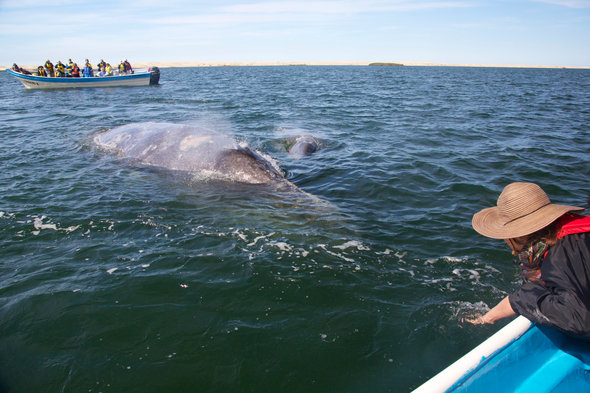 Whale watching in the Sea of Cortez