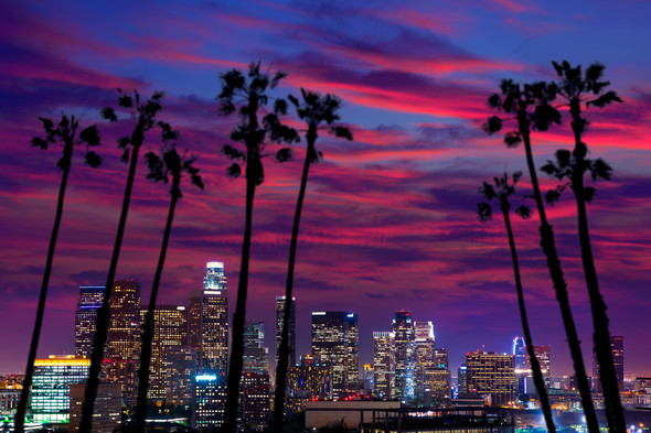 Los Angeles Evening Palms