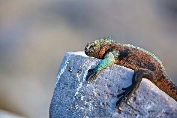 See iguanas and more on our pick of the best Galapagos cruises