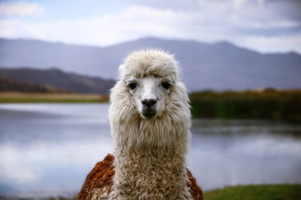 A llama in Peru - one of many reasons why you should book a South America cruise