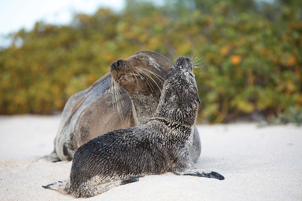 Sea lion pup in the Galapagos