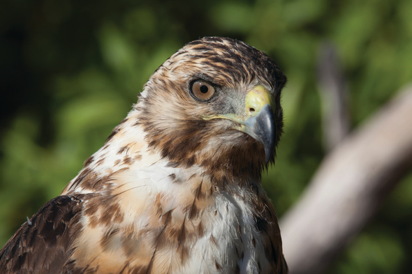 Galapagos hawk