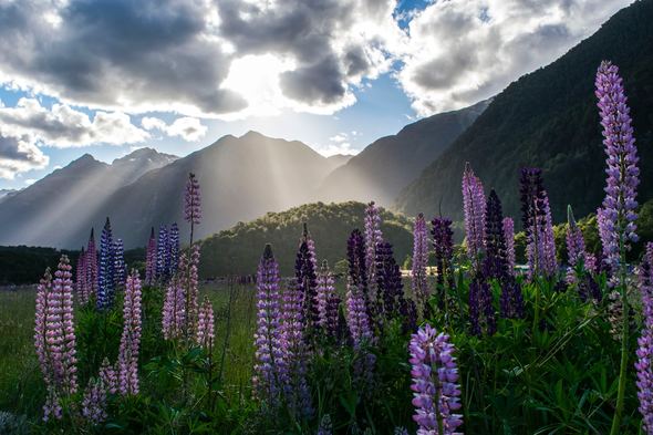 Milford Sound, one of the highlights of a New Zealand cruise