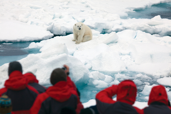 See polar bears in the wild on our pick of the best Arctic cruises