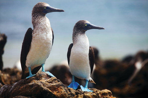 Blue-footed boobies in the Galapagos