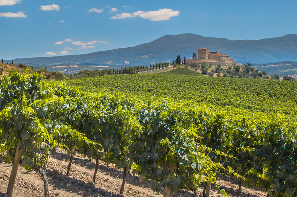 Vineyard near Bordeaux - Read our AmaDolce river cruise review to find out more