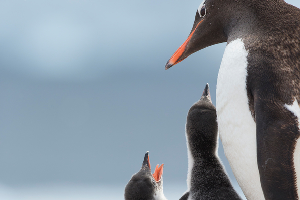 Penguins on Cuverville Island, Antarctica