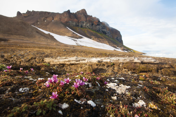 Franz Josef Land in the Russian Arctic