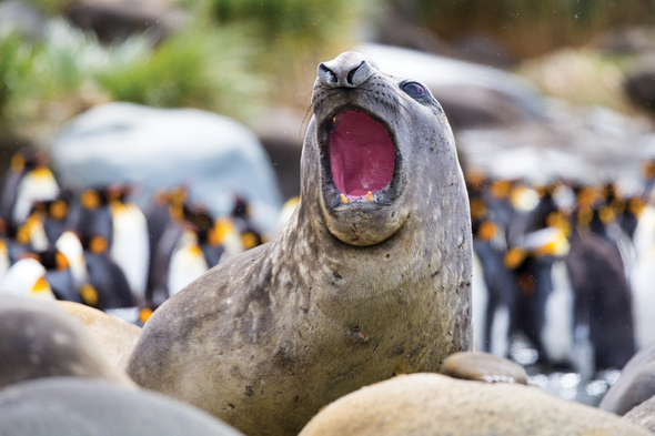 Elephant seal in South Georgia