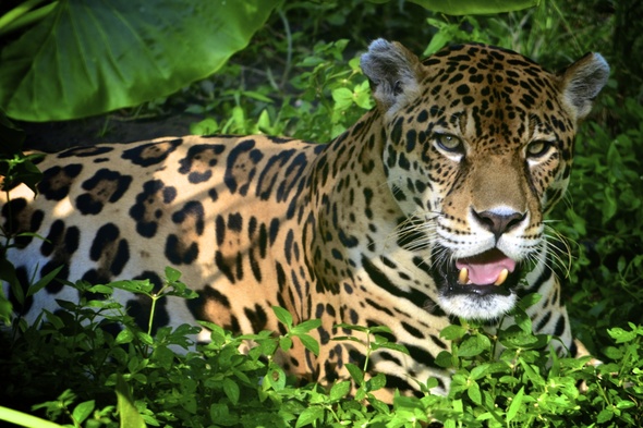 Jaguar in the jungle near Iquitos, Peru