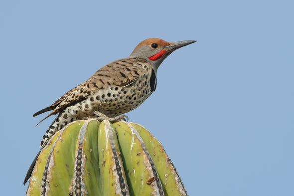 Gila woodpecker in Baja California, Mexico