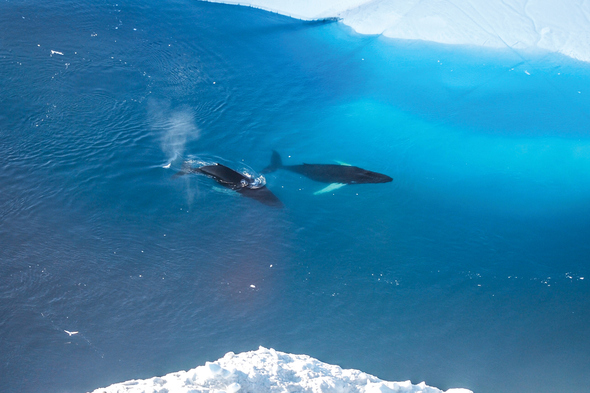 Whales in the Arctic