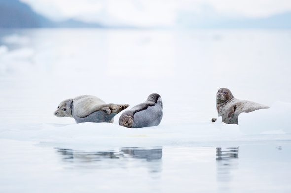 Seals in the Arctic - Read our guide and find out the best time to visit