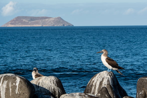 Blue-footed booby in front of Daphne Major, Galapagos