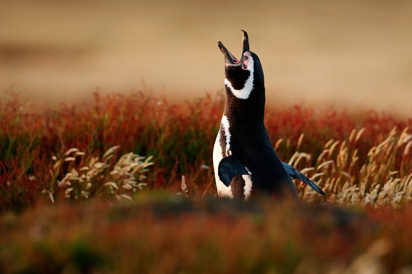Magellanic penguin on the Falkland Islands