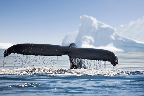 Whale tail in Antarctica