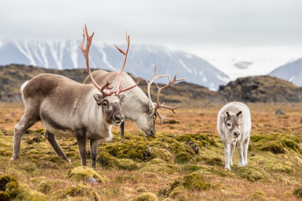 Reindeer in Svalbard, Norway