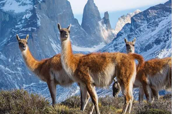 Guanacos on 'Seven Worlds, One Planet'