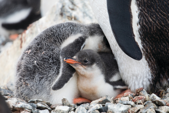 Penguin chicks in Antarctica - be inspired with our selection of books, films and TV shows