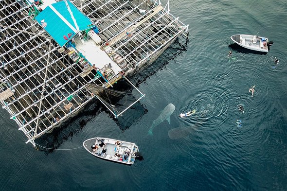 True North - Swimming with whale sharks in Cenderawasih Bay, West Papua, Indonesia
