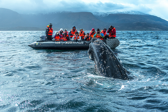 Australis expedition cruise in Patagonia, one of the world's best whale watching destinations