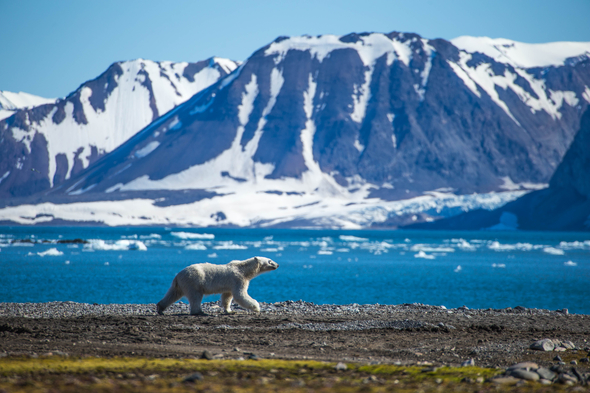 Polar bear in Svalbard