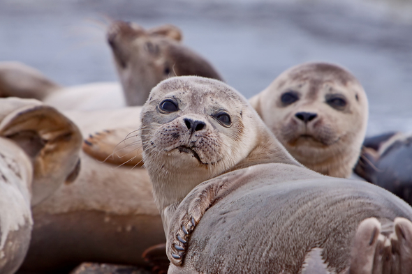 Northern fur seals in the Sea of Okhotsk, Russian Far East