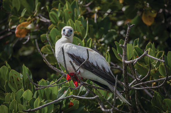 Red-footed booby in the Seychelles