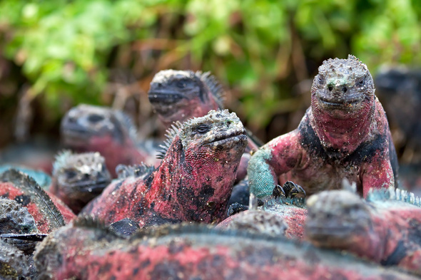 Christmas iguanas in the Galapagos
