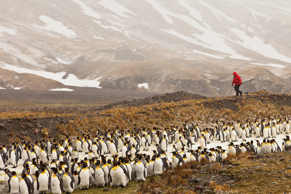 Silversea Expeditions in South Georgia