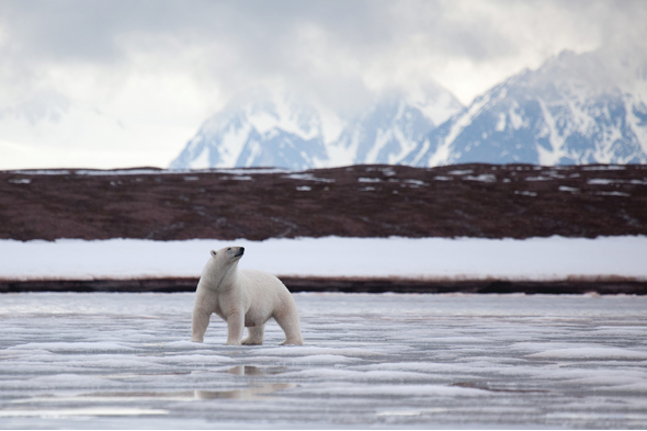 Silversea Expeditions - Polar bear in the Arctic