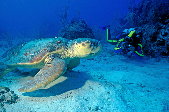 Scuba diving with turtle