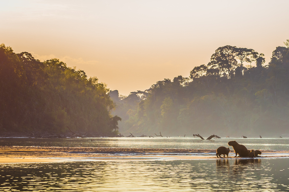 Capybaras in the Amazon