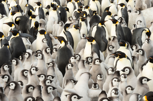 Emperor penguin chicks on Snow Hill