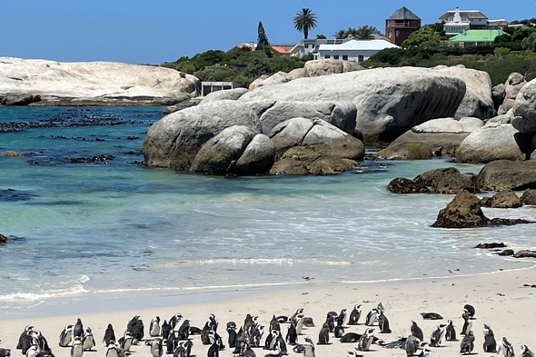 Boulders Beach, Cape Town