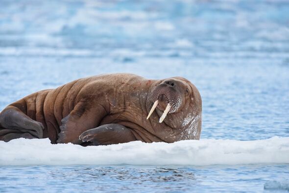Walrus in Svalbard, Norwegian Arctic