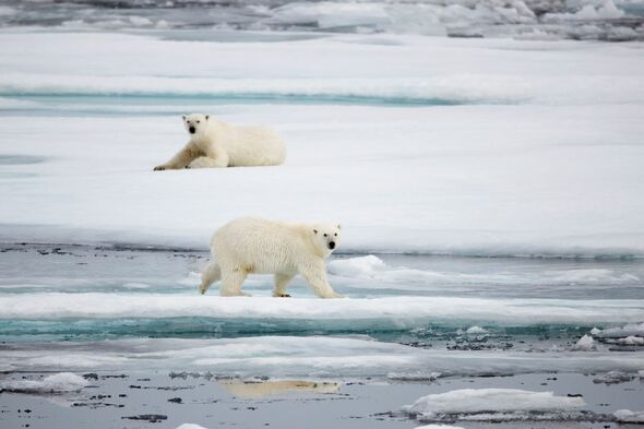 Silversea Expeditions - Polar bear in the Arctic