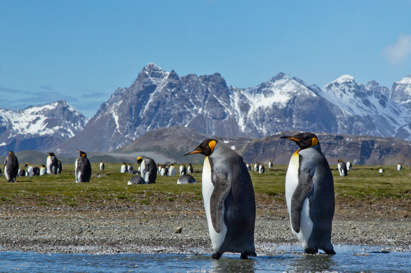 Penguins in South Georgia