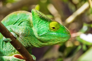 Chameleon in Madagascar