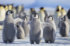 Emperor penguins, Antarctica