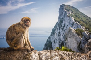 Monkey in Gibraltar