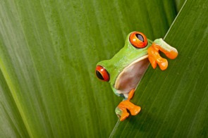 Red eyed tree frog, Costa Rica