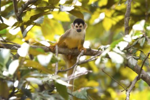 Squirrel monkey, Golfo Dulce, Costa Rica