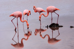 Flamingos on Floreana island, Galapagos