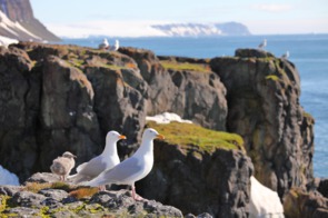 Seagulls in Franz Josef Land, Russia