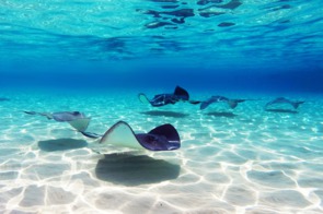 Stingray City, Cayman Islands