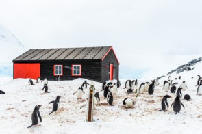 Penguins at Port Lockroy, Antarctica