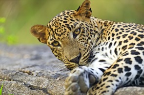 Leopard in Yala National Park, Sri Lanka