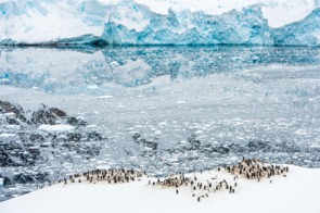 Penguins in Neko Harbour, Antarctica