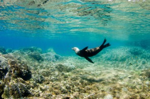 Californian sea lion at Los Islotes, Mexico